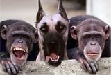 Monkeys.jpg